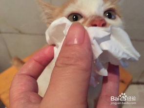 猫滴眼药水多久一次