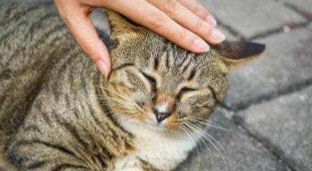 如何与猫亲近
