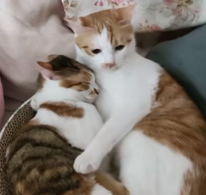 如何给猫猫断奶