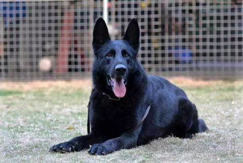 如何养东德牧羊犬