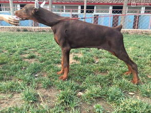 成都哪里有卖杜宾犬
