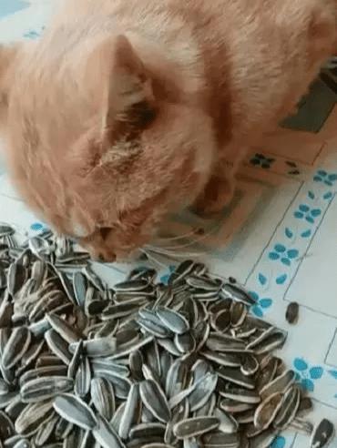 猫可以吃瓜子吗