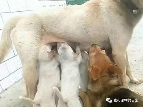 母狗产后多久才有奶水