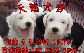 广州哪里买狗狗