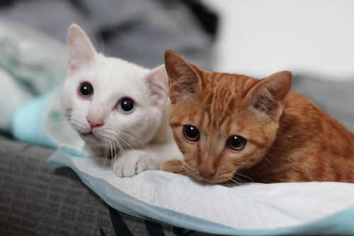 猫绝育后多久能洗澡