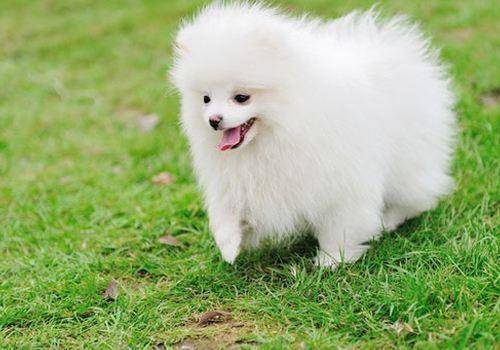 博美犬一般睡多久