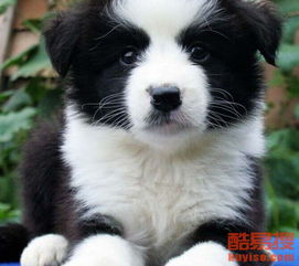 哪里有边牧种犬