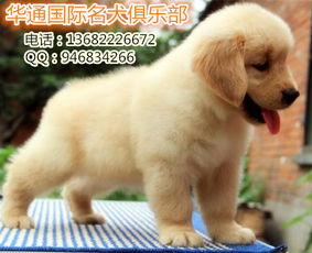 广州哪里买狗靠谱
