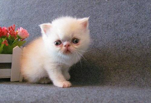 小猫吃药观察多久