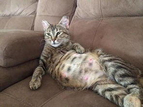 如何照顾猫怀孕