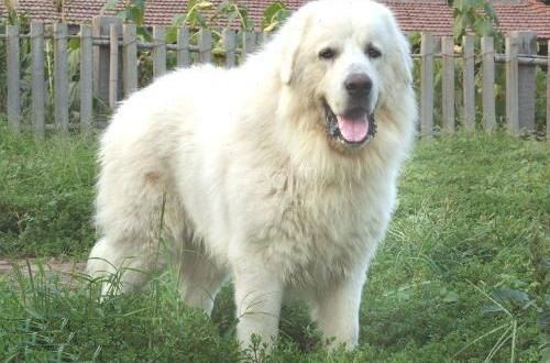 大白熊犬性情怎么样