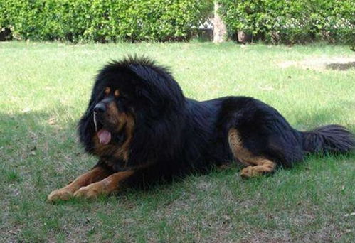 藏獒犬怎么样