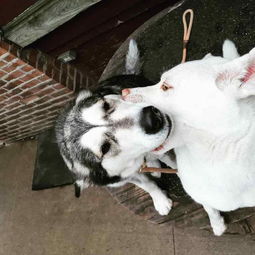 狗狗怀孕多久可以生产