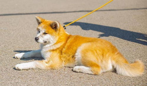 秋田犬如何训练