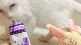 猫的疫苗有哪些牌子好