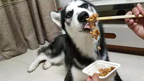 如何挑选哈士奇狗粮