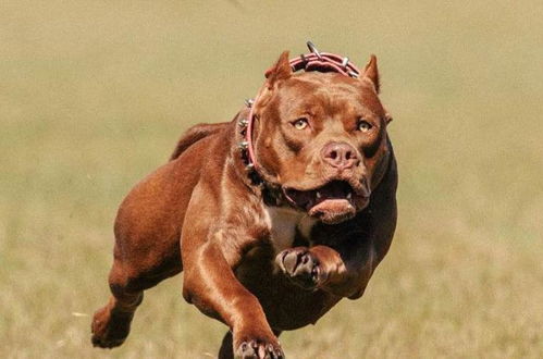 如何训练比特犬不咬人