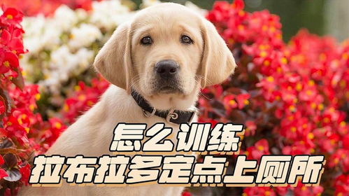 狗狗如何训练如厕