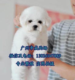 哪里能买到小狗