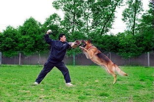如何锻炼狗狗跟随