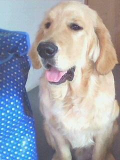 金毛犬身上寄生虫有哪些