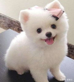 俊介犬性格怎么样
