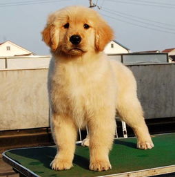 金毛犬最好去哪里买
