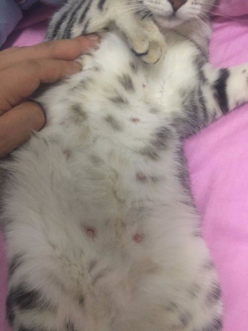 怎么看猫咪怀孕多久了