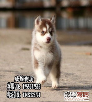 哪里买哈士奇宠物狗