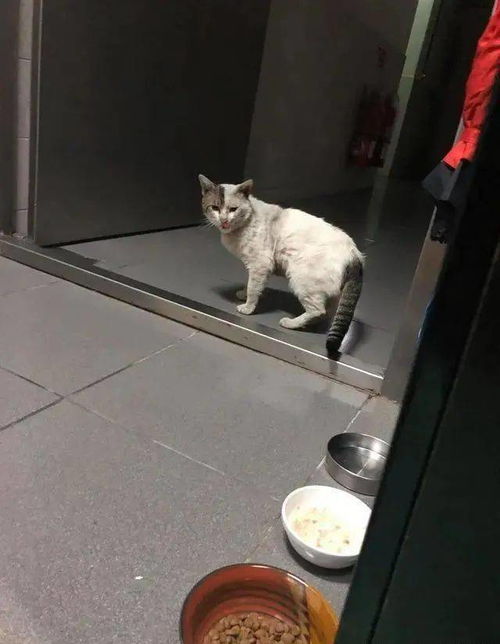 流浪猫体检检查哪些