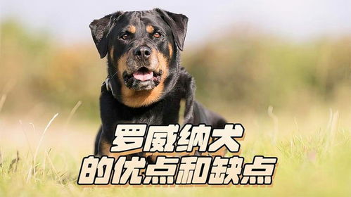 罗威纳犬哪些缺点