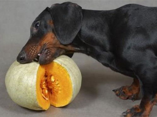 给狗狗吃哪些蔬菜水果