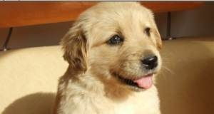 金毛幼犬疫苗打哪些