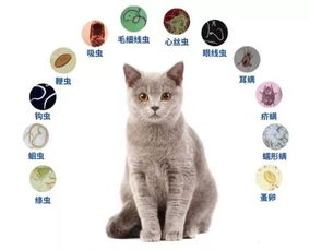 体内驱虫多久一次猫
