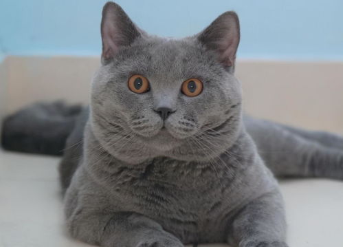 龙猫短毛猫哪个好养