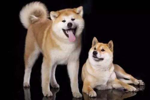 柴犬和秋田犬哪个高冷