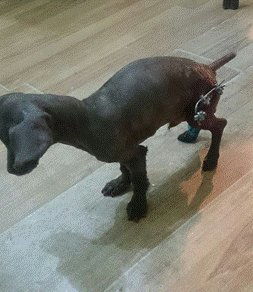 狗狗骨折后多久能恢复