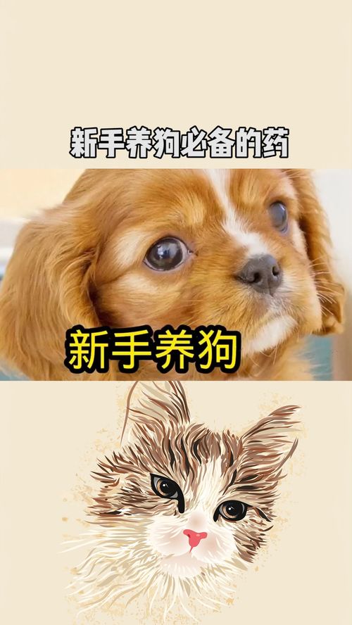 养狗必备哪些药物