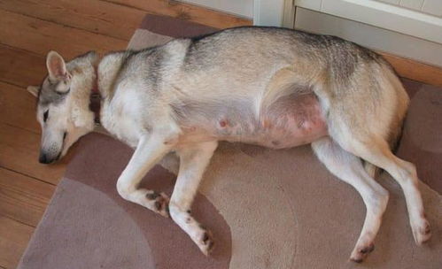 如何判断犬假孕
