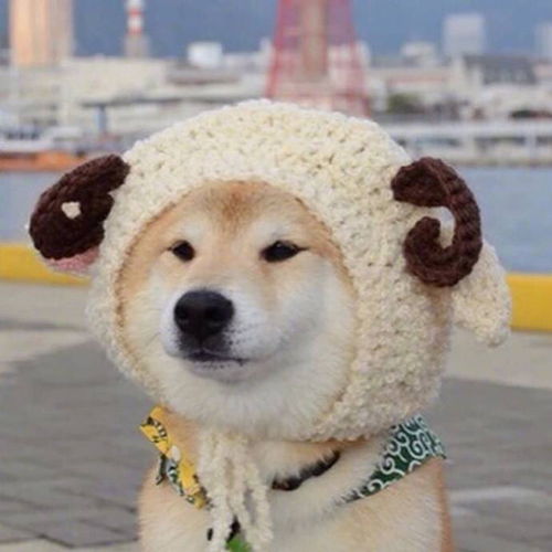 狗狗止吐针剂有哪些