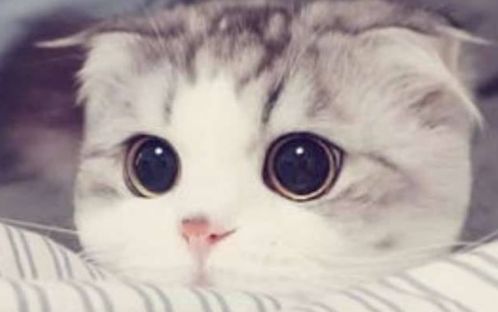 猫粮开封后多久吃完