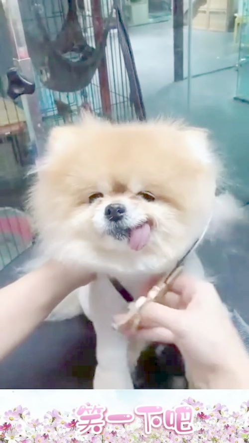 如何给宠物狗剪毛