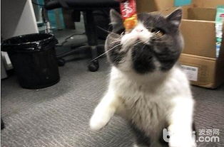如何空运猫咪