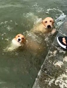 狗狗掉水里了会怎么样