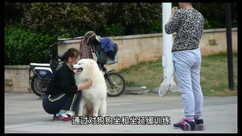 如何教狗狗坐