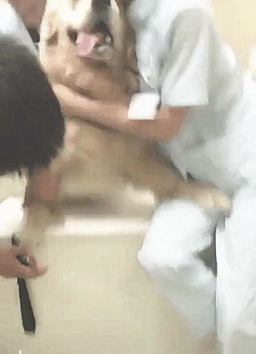 狗的狼爪长哪里