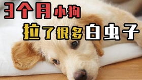 狗肚子有哪些寄生虫