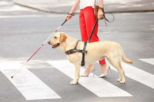 导盲犬如何训练