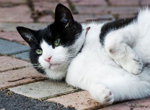 如何收养流浪猫