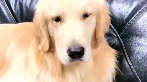 狗狗的止疼药有哪些